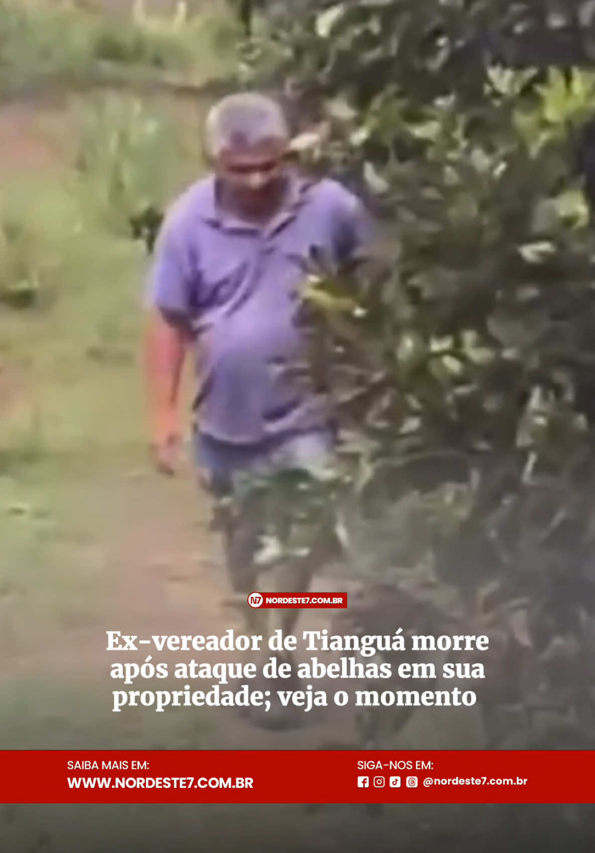 🎥 Momento do ataque de abelhas que levou à morte do ex-vereador de Tianguá, Eudim Pirrita. Uma tragédia inesperada que chocou a população da região. O vídeo registrado mostra parte do incidente ocorrido em sua propriedade. #Tragédia #Tianguá #Ibiapaba #Luto #NotíciaUrgente #RegiãoIbiapaba #FranciscoEudes #Fé #Ceará #Solidariedade