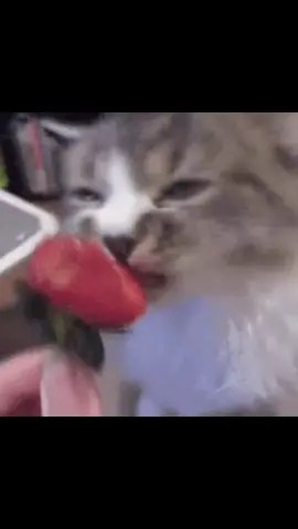 OLAA No puedo creer que el que escribió esto fue infiel😔#Gatos#Miloj#Core#Tiktok#canciones #gatocore#paratiiiiiiiiiiiiiiiiiiiiiiiiiiiiiii 