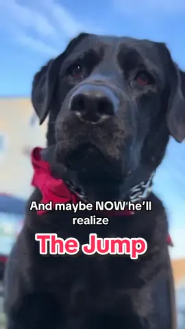 Sometimes you need to remind your hooman who the real pack leader is! 🤣