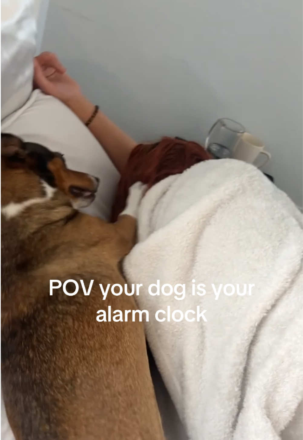 “I’m here. Behind you. Look” 🙃 #chihuahuatok#dogtok#humor#doghumor#influencerdog#viralvideo#fyp#dogfyp#ilovemychihuahua#tired#dogwakeup#perrhija#dogmomproblems  