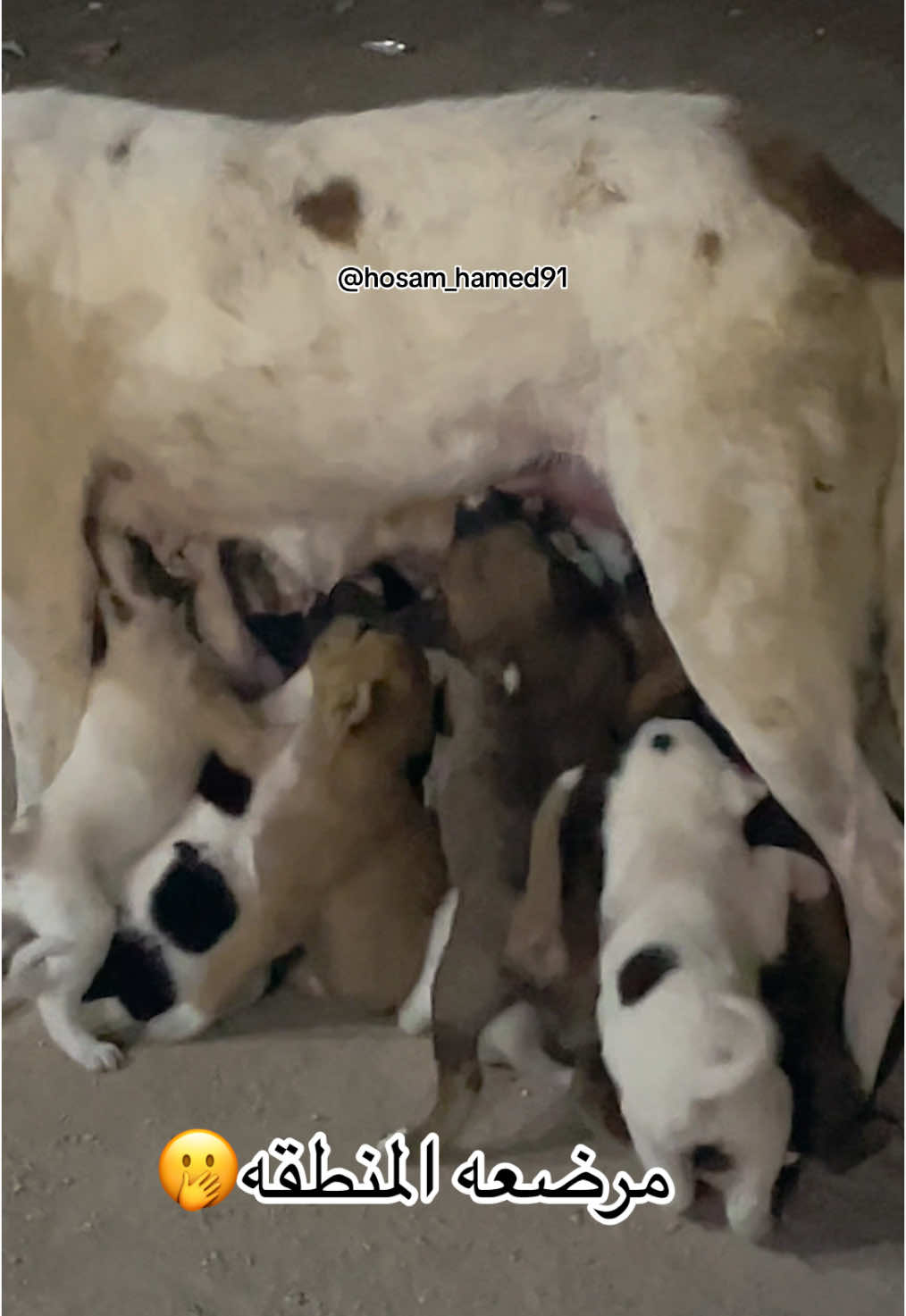 كلاب قمر#CapCut #foryou #fybbbbbbbbbbbbbb #viral #السويس #السويس_بلدنا_الجديد_شديد💪 #dogsoftiktok #dog #كلاب #animal 