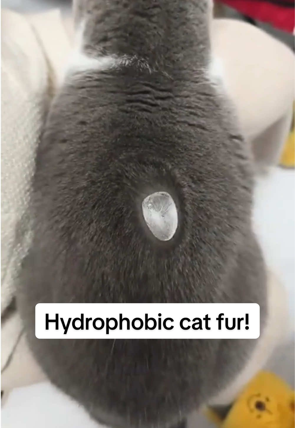 Hydrophobic cat fur! #catsoftiktok #cat #cats #fyp #foryoupage #foryourpage 