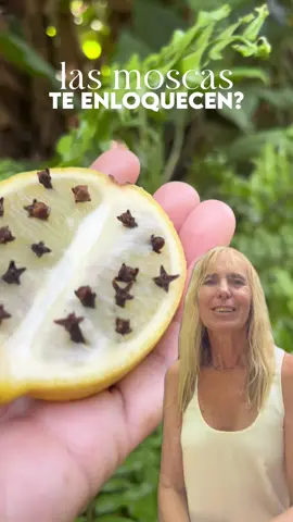 🪰🌿🪰 Que molestas son las moscas en el verano, te paso 3 métodos repelentes para que los pruebes 💚 🌿🪰🌿 Las bolsas de agua 💦 colgando en la cocina es un método muy común en el campo, no se sabe si el reflejo de la luz en el agua las desorienta pero la realidad es que desaparecen 🌿🪰 🪰🌿🦟 Los clavos de olor en el limón 🍋 y un recipiente lleno de vinagre y  con rodajas de limón son efectivos no solo para moscas sino también para mosquitos 🦟  🌿🦟🪰 Contame que usas vos 🫶👇 #moscas # mosquitos #repelentes #repelentenatural  #plantas #jardineria #tipsjardin #tipsjardineria #tipscasa #limones #vinagre #limon 