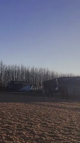 #CapCut  When you school your liveries event horse and steal her for dressage 🫶🐎  #horses #eventhorse #dressage #riding #bayhorse #schooling #trainer #coach #flatwork #proud #howcuteisshe #canter #trot #wintersun #winterriding #sunshine 