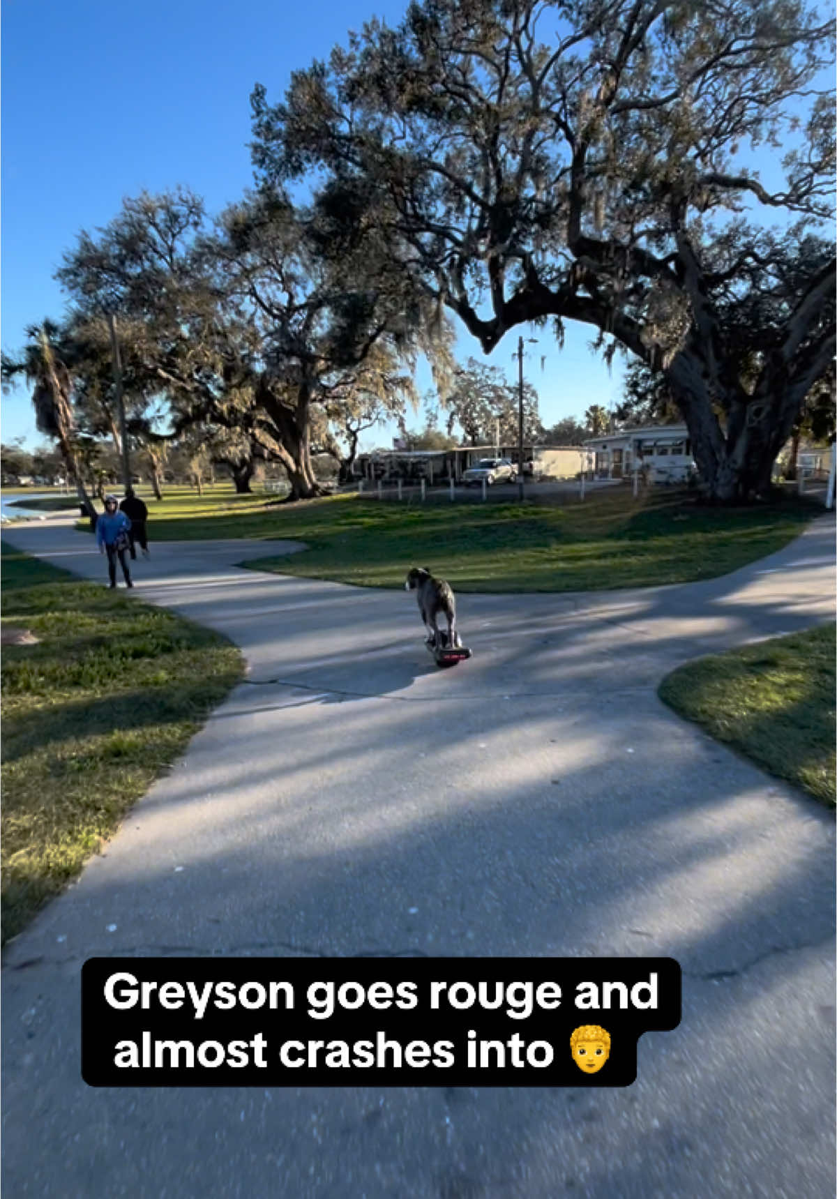 Greysons insurance rate goes up 📈💸 #onewheeldog #fyp #trending #onewheelxr 