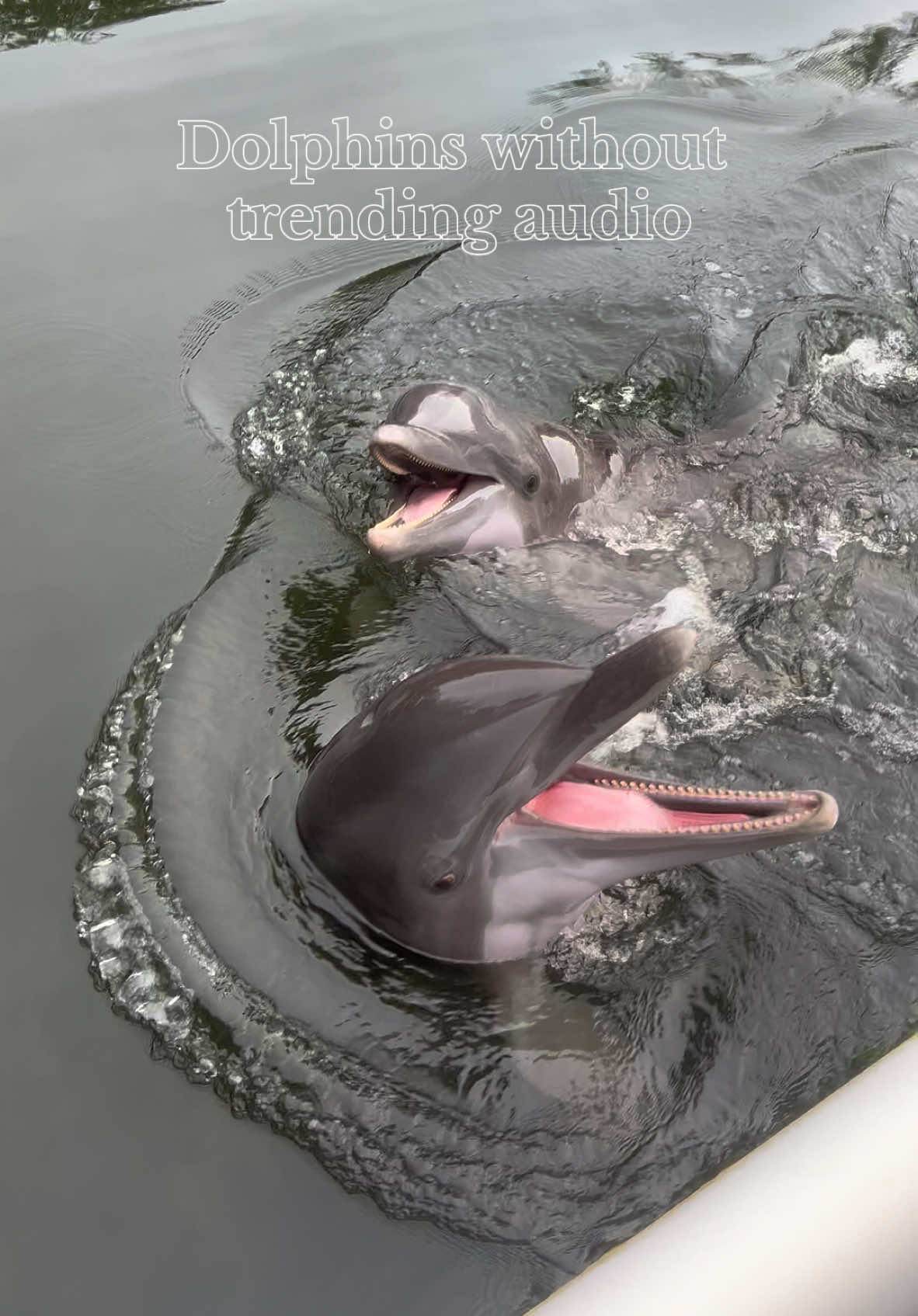 Who needs a trending audio when you have these perfect sounds ☺️ Which is your favorite dolphin vocal to hear? 🐬 #animals #dolphin #floridakeys #TheaterOfTheSea 