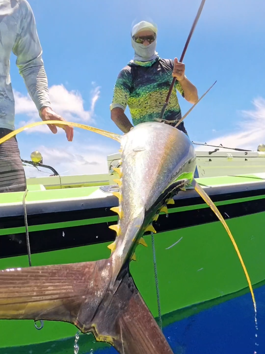 End game on a large YF tuna!  . . . . . . . . . . . #fishing #commercialfishing #tuna #rarotonga #cook #fish #art #viral #fyp #happy #fishtok #reels #travel #ocean 