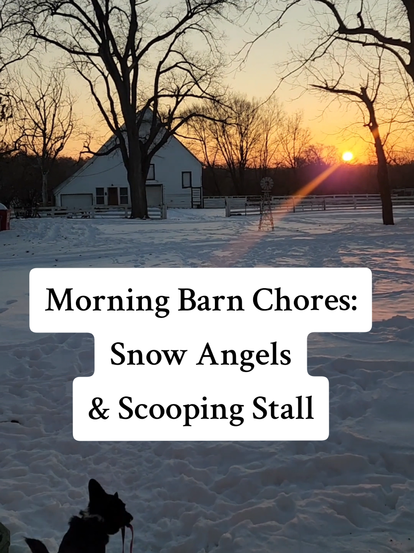 Morning Barn Chores: Snow Angels & Scooping Stalls #morningroutine #hobbyfarm #farmdog #goats #snowday #missouri  #mommyfarmer 