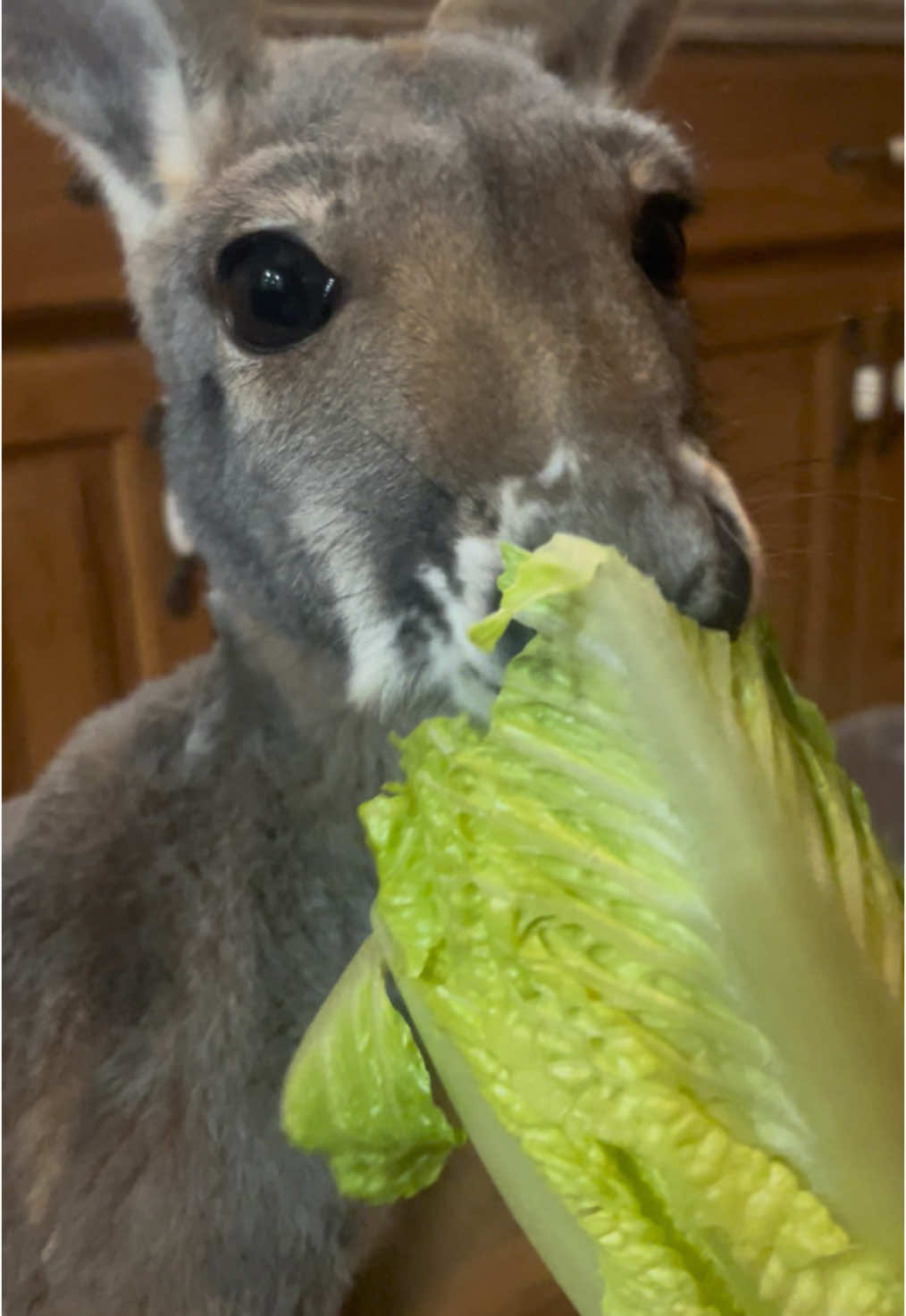 Ella Roo snack munch ASMR🥬 #kangaroo #🦘 #roo #fyp #snacking #exoticanimal #farm #exoticanimal #aussiesdoingthings #crunch #asmr 