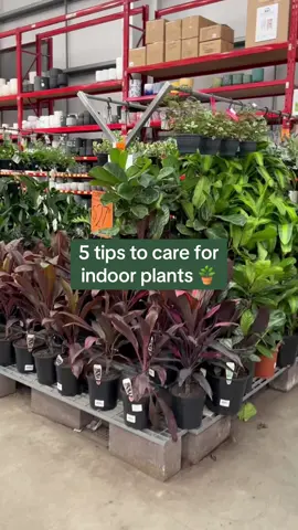 Plant care tips for Houseplant Appreciation Day! 🌿✨#IndoorPlants #HousePlants #HousePlant #HouseplantAppreciationDay #GreenLiving #IndoorGarden #PlantTiktok #HousePlantLover #Plant #PlantsOfTikTok #Bunnings #BunningsInspo #BunningsTok