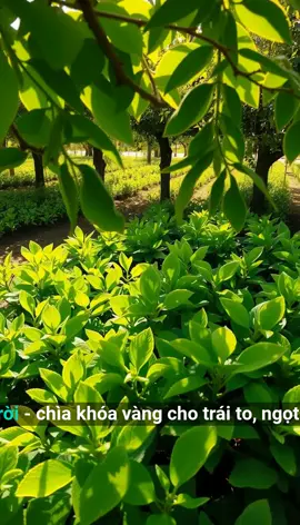 Ánh sáng mặt trời ảnh hưởng như thế nào đến kích thước và độ ngọt của trái? #nongnghiep #phanbon #phanbonla #huucothannong #phanbonhuuco #phanbongoc #saurieng