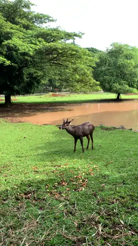 Rusa #ragunan #ragunanzoo #ragunanjakarta #hewan #rusa 