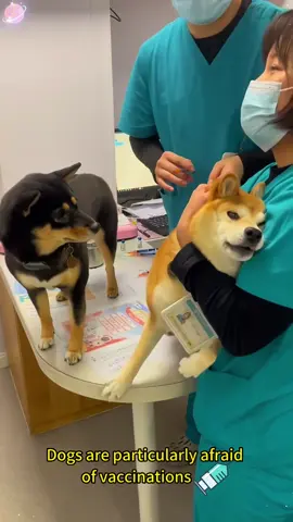 The dog is very interesting at this time #dog #Foryou #fpy #Tiktok #❤️ #funnyvideo #cutedog #funnymoments 
