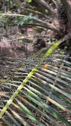 🫶#sawitontiktok #petanisawit #story #kulisawit #ladang #sawit #sawitsumatra #kebunsawit #kulisawitindonesia #fypシ゚viral #bossawit #foryou 