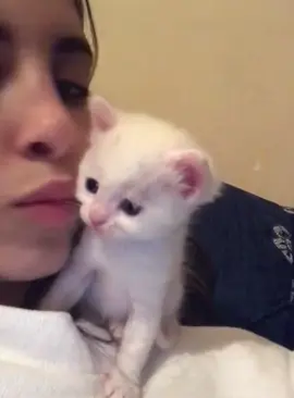 Cat’s talent for imitation #funnyvideos #pet #fypツ #cutecat #catsoftiktok #kitty #catlover #catmom #funnyanimals 