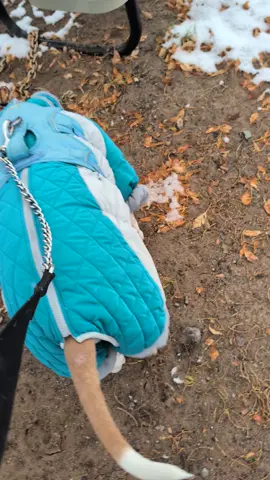 My puffy coat.  gotta love it 😂😂😂  #dog #doggos #pitbull #sweetboy #pitbull #rescue #pitbullsoftiktok #doggos #rexyrex #fyp #pittie 