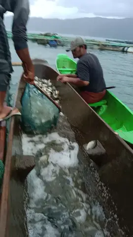 siap melintasi samudra #fyp #fagetiktok #brandatiktok #majuindonesiaku #EnergiKuatTiapLangkah 