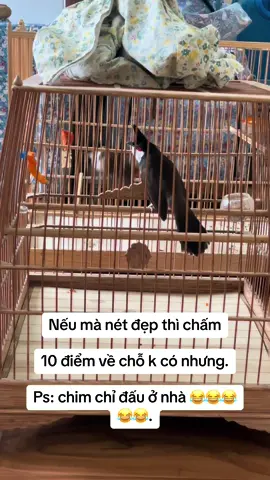 Nếu mà nét đẹp thì chấm thì k kém Mỏ Kênh. 10 điểm về chỗ k có nhưng. Ps: chim chỉ đấu ở nhà mới buồn 😂😂😂😂😂. #mokenh #powertrinhquocdat #chaomaodangcap #camchimthiencoi #xuhuong #chaomaobaydau #chaomaothidauhot #chaomaothidau #xuhuong2025 