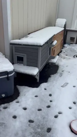 It’s the best outdoor cat shelter for cold winter#feralcat #coldwinter #savelife #losangeles #outdoorcat #straycat #catshelter #rescuecat #cathouse #heatedcathouse 