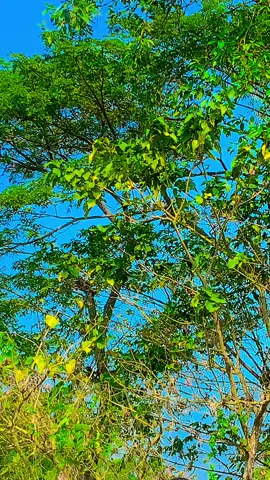 #tiktok #Tik Tok for you #for you  you video #😍😍😍😍 #কুমিল্লার_ছেলে 