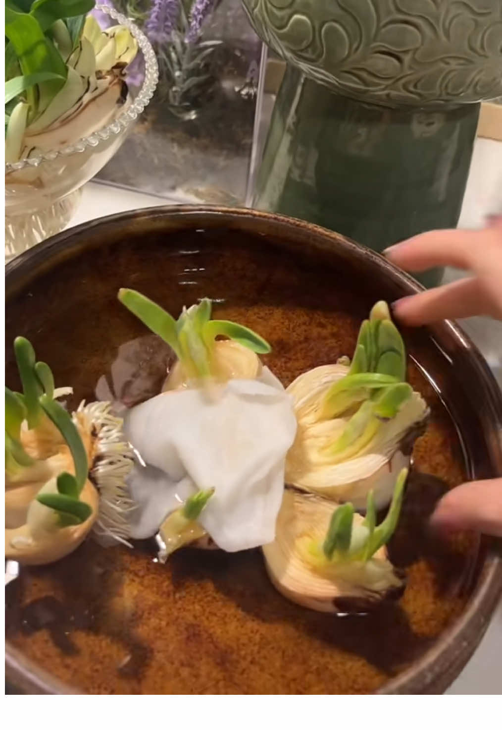 Hôm nào cũng cặm cụi chăm