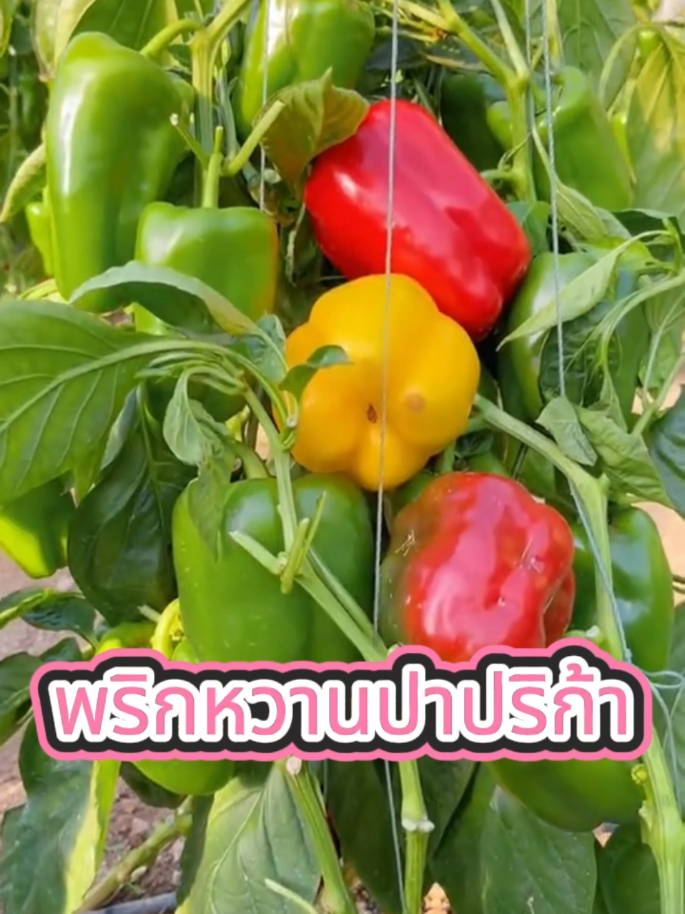 ลูกโคตรใหญ่ กรอบหวานไม่เผ็ด #พริกหวาน #พันธุ์ดกพิเศษ #ทนโรคทนแมลง #พันธุ์ผัก #เมล็ดพันธุ์แบ่งขาย 