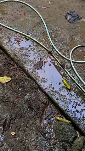 turu💋#satrialumba #lumbadarat🐬 #u4 #fypシ゚viral #satriasolostyle #2strokee #fyppp 