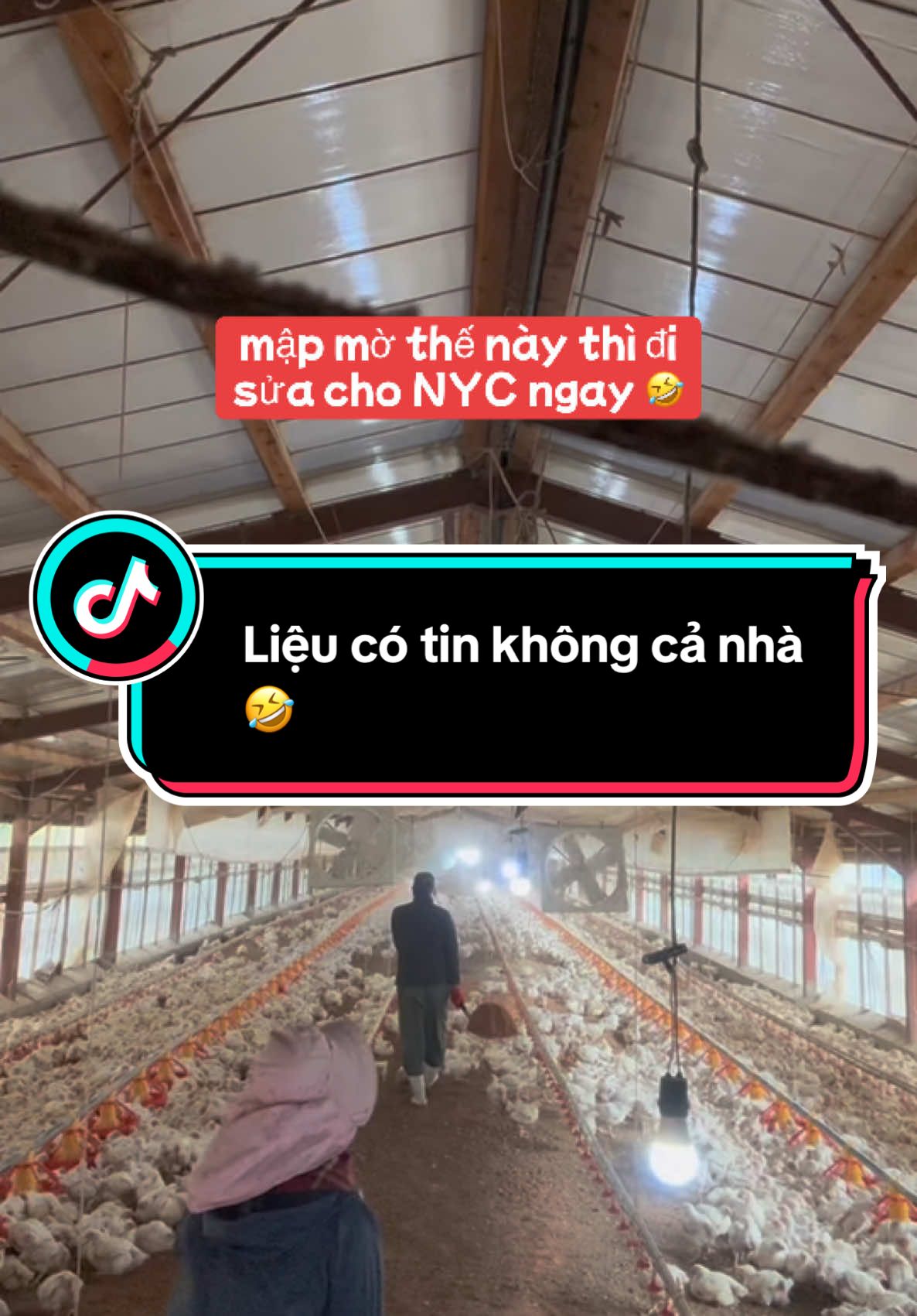 Ẫm ờ thế này dễ đi từ chập tối 🤣🤣🤣#vkck_changa🐣17✅🇯🇵 #xuhuong #thaibinh #vochonghaihuoc #nongnghiepnhatban 