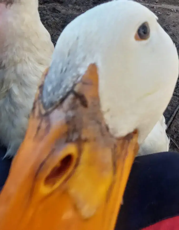 @Acs Juniorii Campioni @Stanciu Adrian12 @Eric-120HZ @Jochen🇩🇪⚽🦅 @Aiden Verhulst @Alex Junior Mafia @adina🩷 @Amir is ma friend @Aryana-A @a.23.anaaa @Cf Ticulee💪 @Cristiana🎮 @dariuss.776 @david @Endrick Enthusiast @FCSB FAN2 @Georgiana Georgiana @dil_nadan @Mario @Elena Georgiana Dumi @Girl🪼 @mariabarticel96 @Marinescu Andrei #tik_tok #fyp #stiu_ca_nu_ajung_pe_fy #stiu_ca_nu_o_sa__ajunga_pe_foryou 