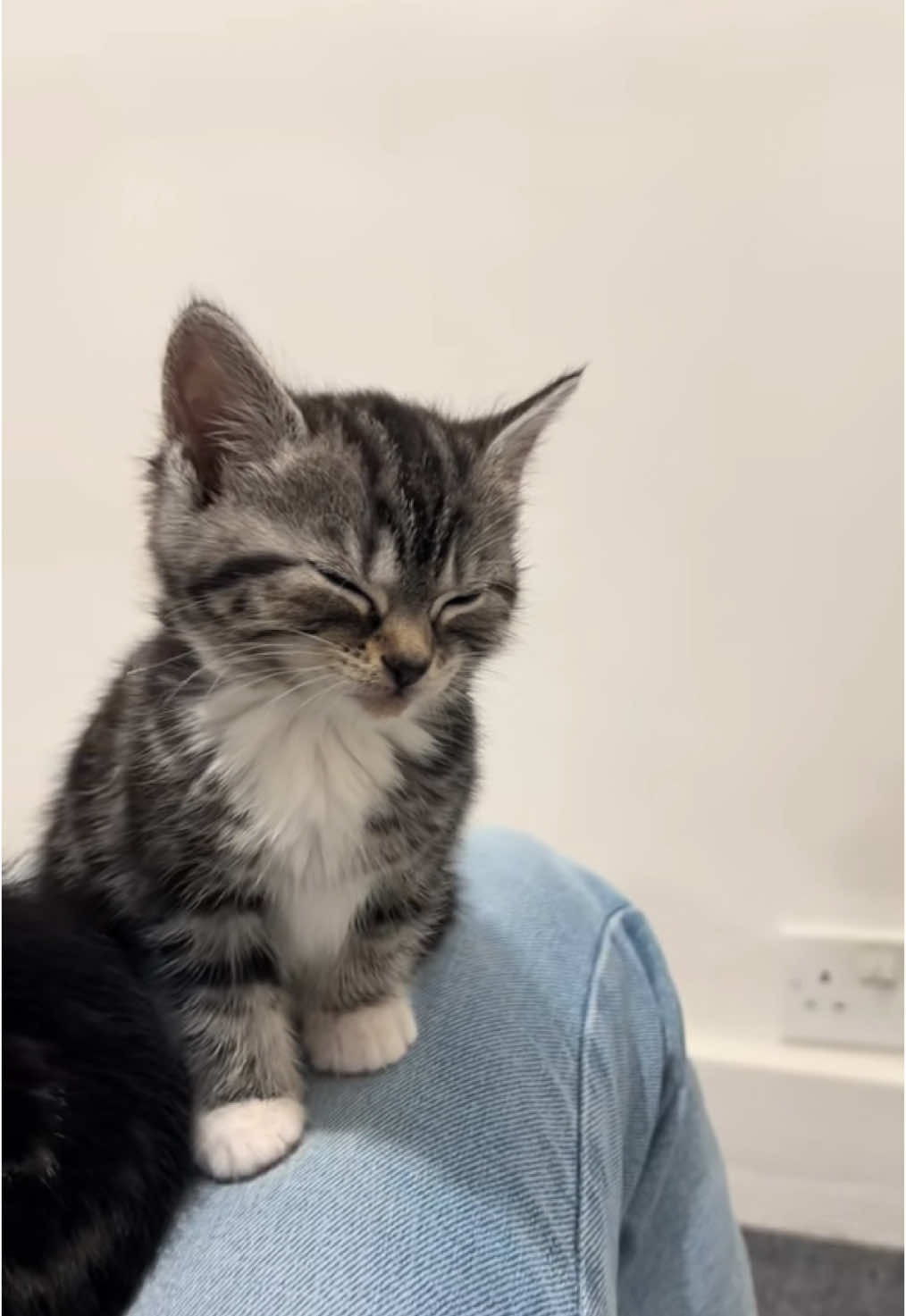 She always falls asleep standing up 🤣🥰 #cats #kittens #animalvideos #babyanimals #cuteanimals 