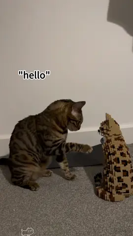 When your cat suddenly starts talking #cat #funnyvideos #foryou #fypシ #funnycat #catlover 