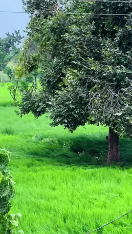 Follow on Insta : jarraphotography7 || 🌾🍃❤️🌅🌴🍂🍀   #jarra #kirtowal #malakwal #mandibahauddin #fyp #village #punjab #panjab #fypシ #jutt #villagelife #pindawale #پنجاب#پنڈاں_والے #منڈی_بہاؤالدین #daniyaljarra 