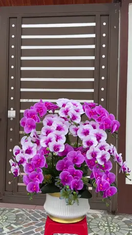 #xuhuongtiktok2024❤️🌈✔️ hoa lan hồ điệp, chậu cho khách đặt theo yêu cầu ạ