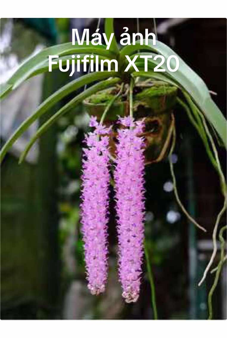 Trả lời @Hoa Tigon Nhiều ae hỏi quay bằng thiết bị gì thì đây nhé Fujifilm Xt20+Lens Xf 56f1.2 Wr.#xuhuong #fyp #viral 