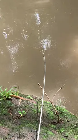 Buat dasaran Enak juga🔥 Pembelian Joran di Showcase Profil🛍 . . . #trend #trendmancing #fyp #boyolali24jam #masukberanda 