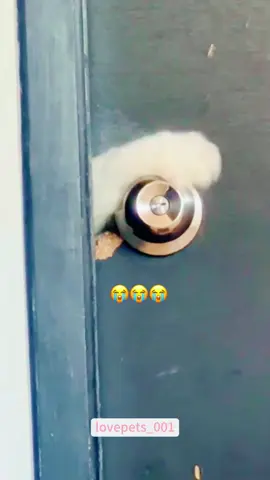 #cats #cutecats #foryou #funnytiktok #funnyvideos #usa #funnyanimals #fypシ #funnycat #catlover #funnypets #viral #funny #cute 