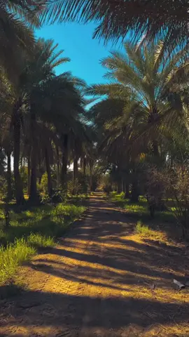 #ريف #طبيعة #نخيل #سيبة #قرية_القطعة #البصرة #جنوب_البصره #حدود_ايران #العراق 