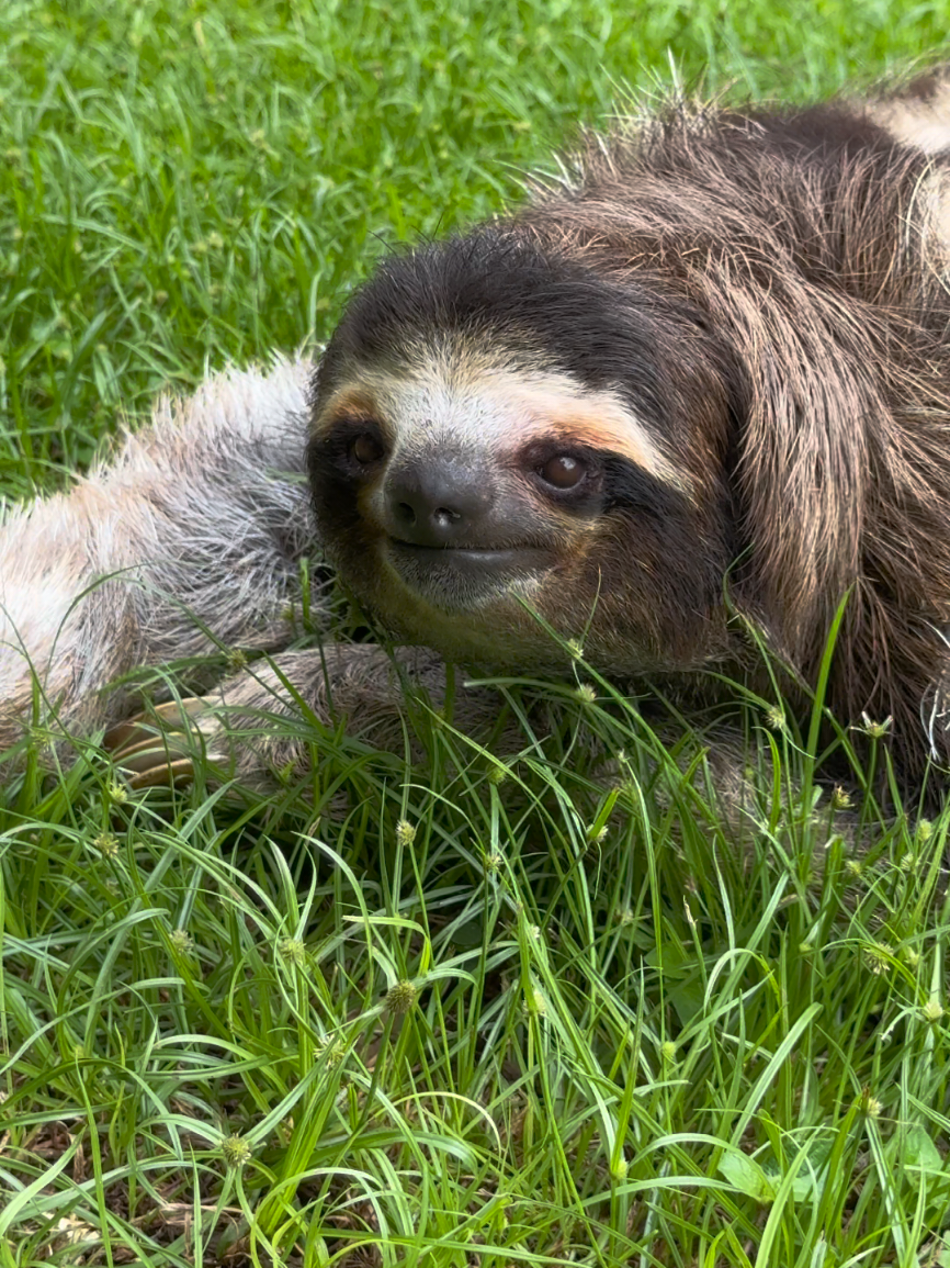 Why sloths are so slow? Being slow is an incredibly successful strategy for survival. In fact, being slow has helped sloths to survive on this planet for almost 64 million years!   #creatorsearchinsights  #evolution #lazy #slow #moving #sloth #sloths #fast 