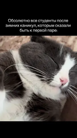 #catmeme #WT #mem #смех #студент 