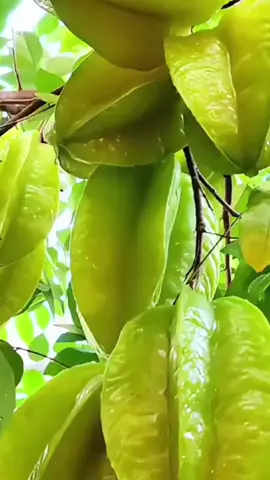 siapa yang suka sama buah ini???  #berkebundirumahaja  #sayurdanbuahsegar  #panenbuahdansayur  #belimbing 