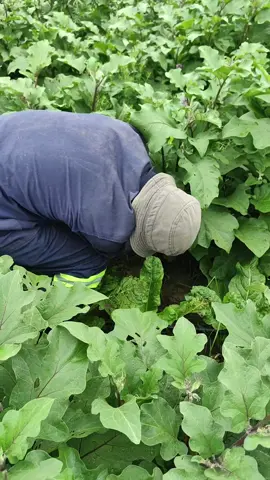 We plant you eat🍆. We are harvesting our brinjal fresh from the soil, we are around Ladysmith if you are interested. 