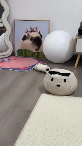So cute!!!🥰😍😘#guineapig #guineapigs #pet #cute #cutepet #petlover #pettraining #PetsOfTikTok #fyp #funny 