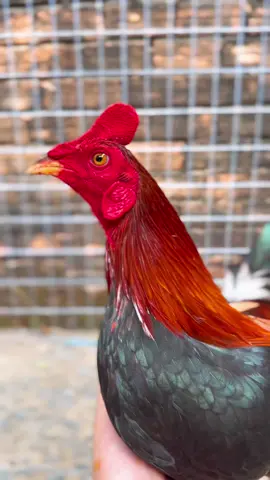 Mặt hàng này để m5,m6 mình đi đá 6 cóc coi bộ êm nha.#asilmy #cuban #gatre #xuhuongtiktok2025 #gahacht #damegatre 