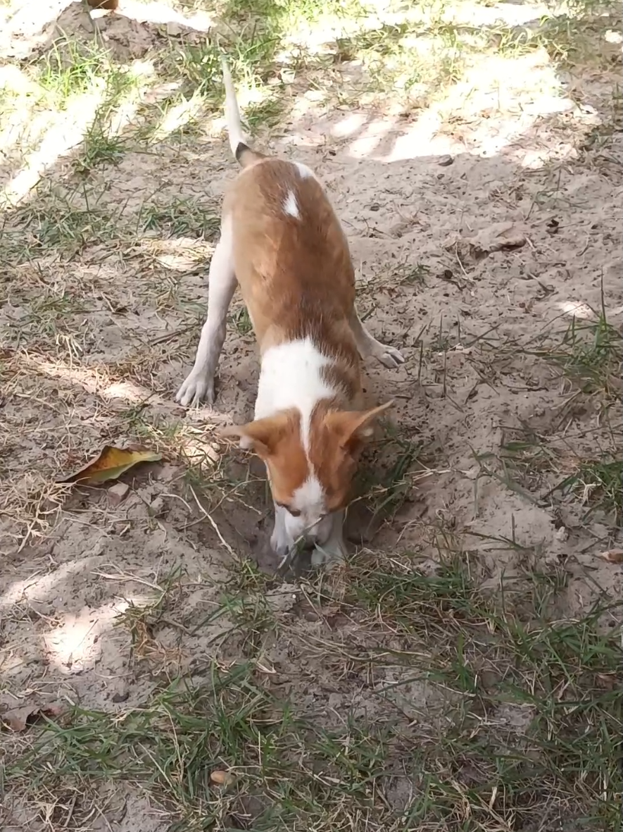 #CapCut milo e suas travessuras 
