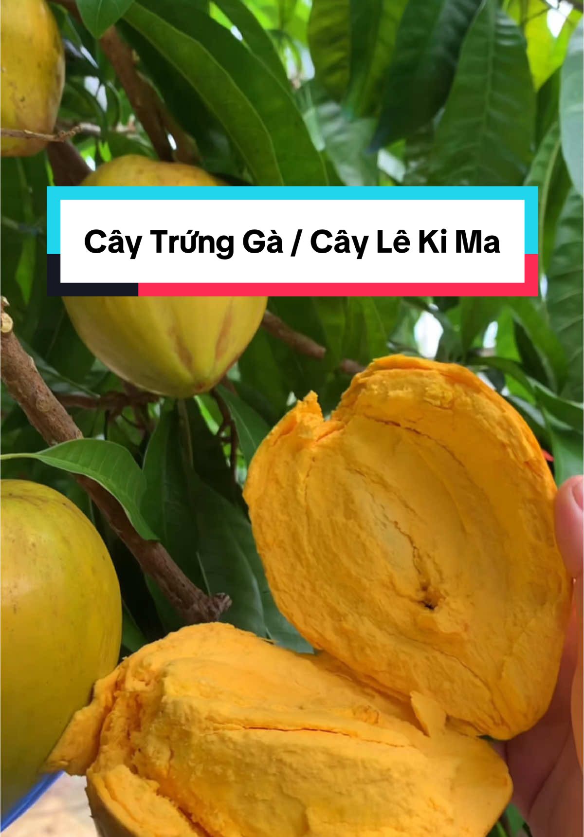 Cây Trứng Gà ( Lê Ki Ma ) vừa bổ dưỡng, vừa mang ý nghĩa phong thuỷ may mắn #caytrungga #lekima #caygiongtrungga #caygiongquyenvu #caygiong #cayanqua #trongcay #nongnghiep 