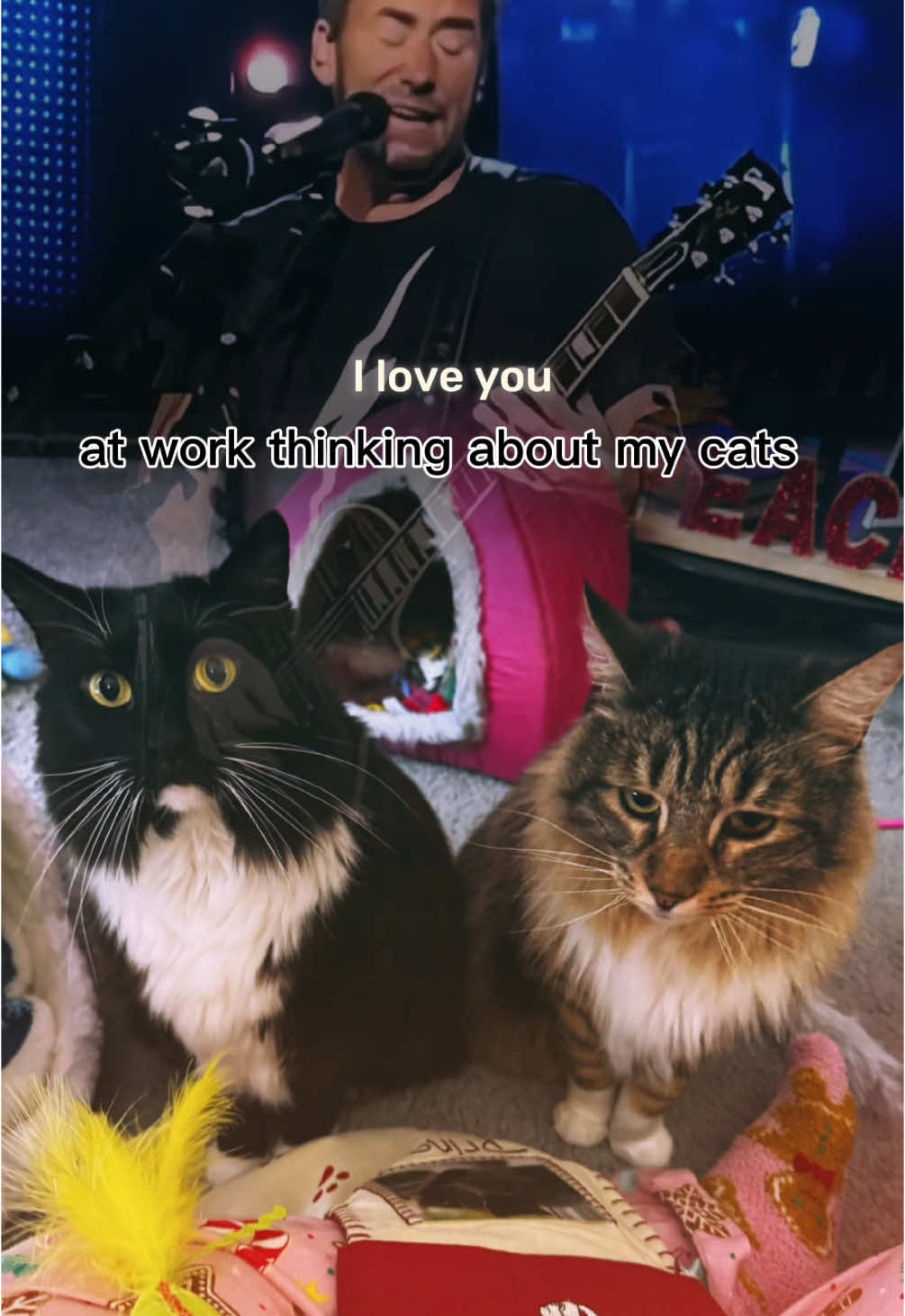 #CapCut #catsoftiktok #cats #funnycat #funnycats #catlover #catmom #catmeme #catmemes 