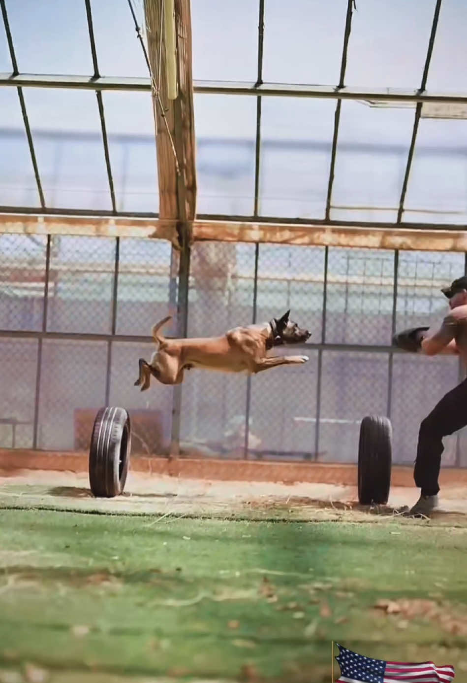 Amazing! 🦮🇺🇸❤️🏆🥇🏅! #military #fyp #foryou #viral #dog #dogsoftiktok #traningdog #k9 #militarydog #k9dog #k9police #handler #trending #malinois 