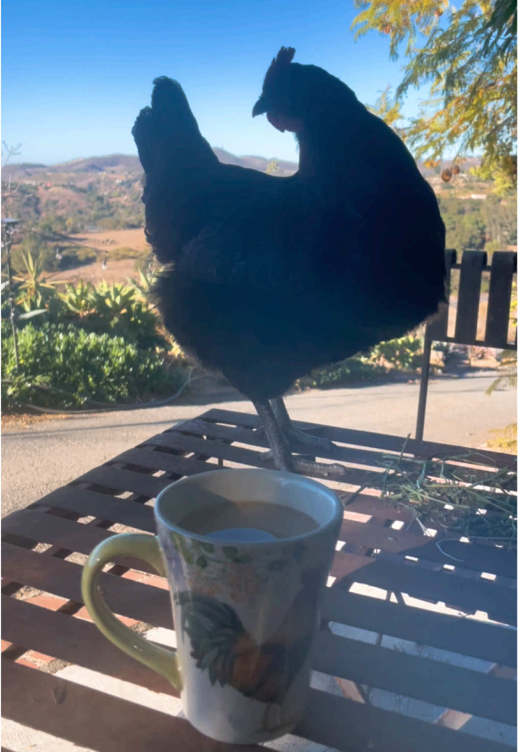 Cafesito ☕️ #buenosdias #vidaderancho #miranchito 