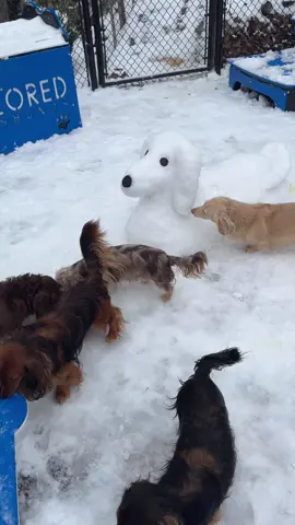 He did it! 😂🐾 Do not eat the yellow ❄️