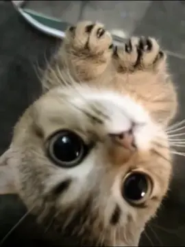 #cutecat #funnycat #kitty #cuteanimals #foryoupage 